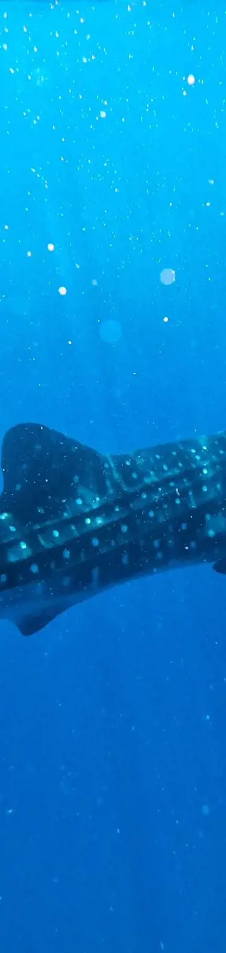 Une expérience unique avec un requin-baleine